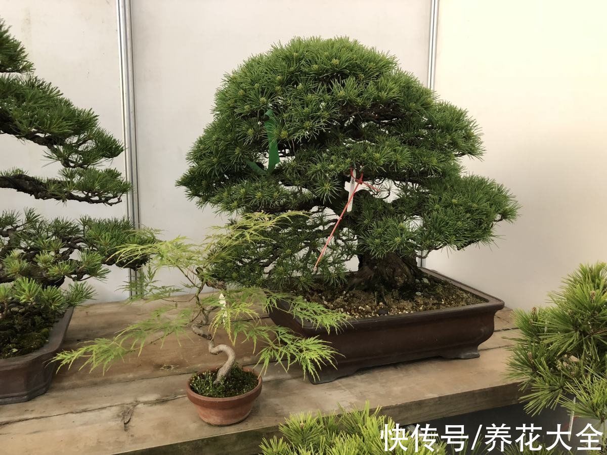 养护|养花新手玩盆景？这5种再合适不过了，个个养成艺术品