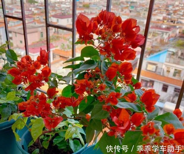 三角梅过冬有“讲究”,两种“情况”巧处理,安稳过冬,开满花!