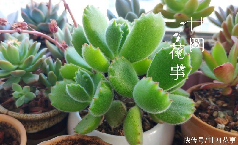 仙女杯|3类多肉不适合叶插,偶尔生根也难发芽,还是别费力气了