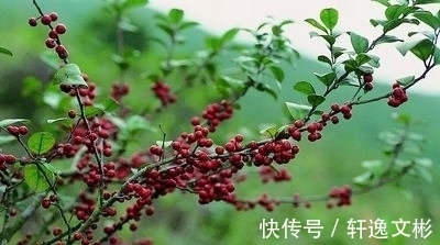 中草药|深山里的植物，既是盆栽，也是茶，更可入药，对三高人群有好处