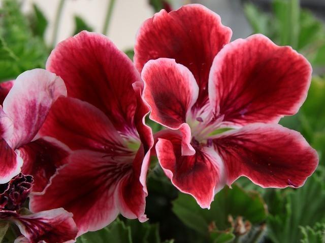 月季和玫瑰傻傻分不清掌握这“6点”后,绝对能分清