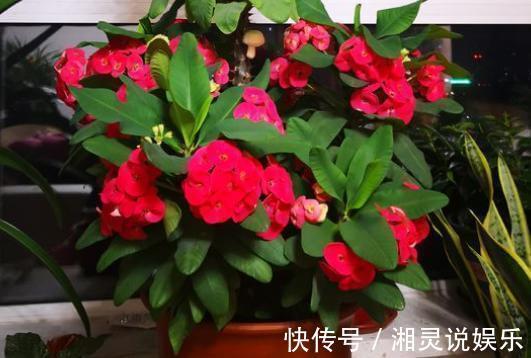 5种超爱开花的花卉，随便养一盆，一开就是大半年，超美超惊艳