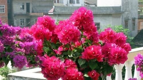 阳台上只养一种花，全年花开不断，就像“仙境”一般，人人都羡慕