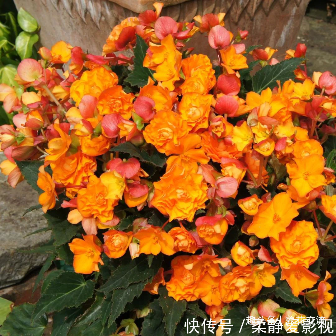 秋海棠盆栽养护问题解答,病虫害防护,不开花和新芽脱落解决方案