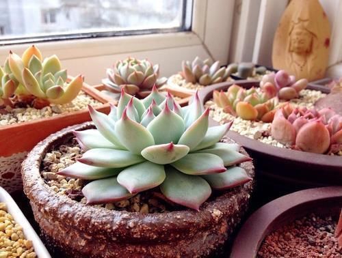 养多肉有3个阶段,幼苗期、生长期、老桩期,每个阶段方法都不同