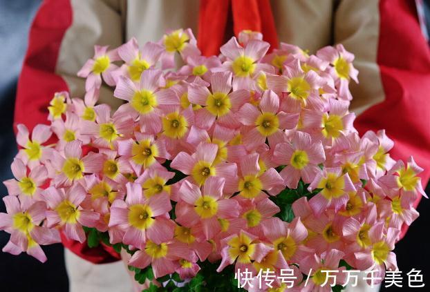 花盆越小开花越好的“皮实”花,塞进小花盆里,好养又好看