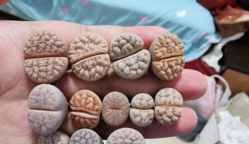 养蜕皮中的石生花,做好这4件事,才是名副其实的“富贵玉”