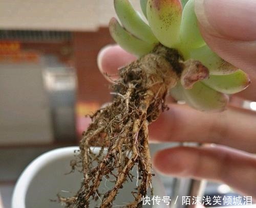 多肉翻盆后如何养护要点都在这里了,学会了顺利服盆!