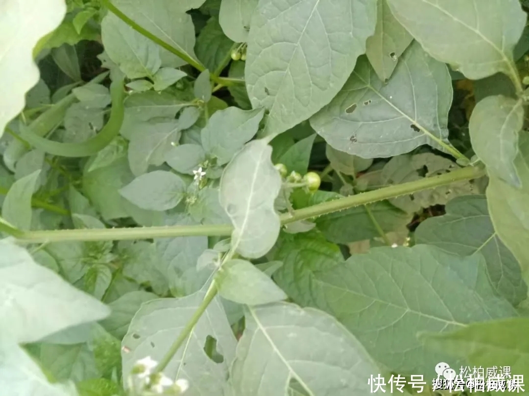 鲜美|认识一下龙葵，不仅味道鲜美而且药用价值非常高的野菜