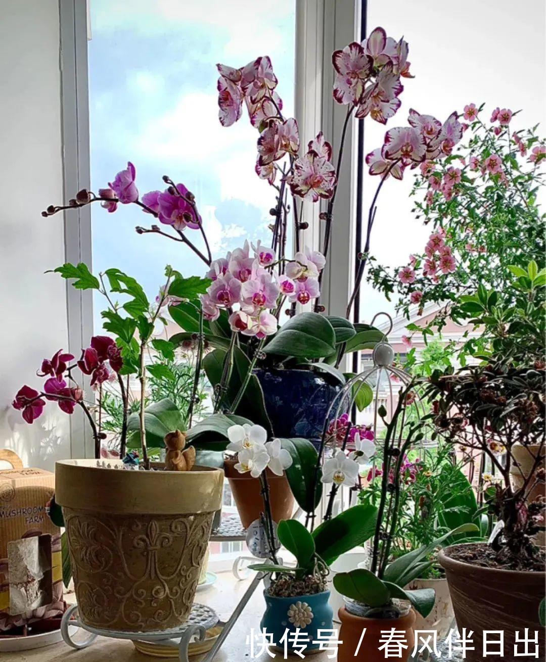 休眠|5种漂亮花，夏天“便宜”也别买，高温养不活，白花钱了