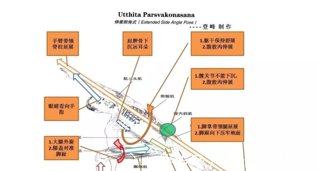 关节|瑜伽人须知的6个解剖学术语,附12个站立体式解剖图!