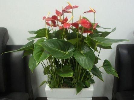 红掌不开花?盆里浇点它,花比叶子还多,红红火火一整年