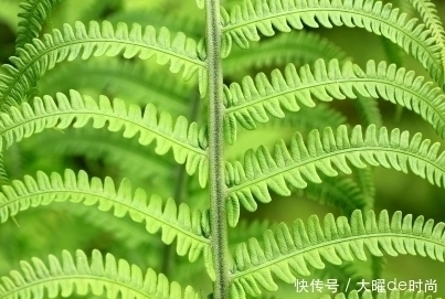 植物|农村儿时常见的野草，全身都是“宝”，不仅能食用还能缓解疲劳