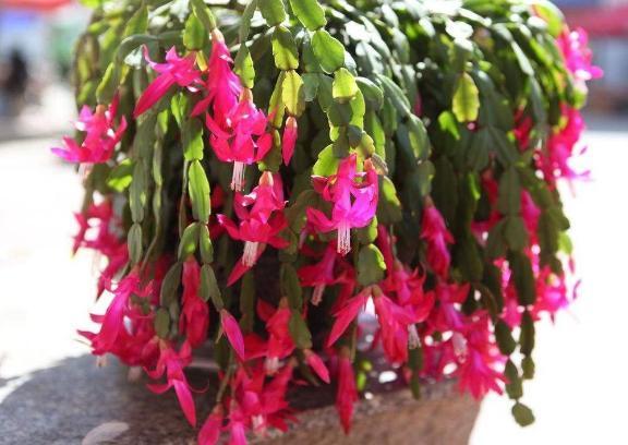 养多肉、蟹爪兰、君子兰,用它就能根固叶茂,远离烂根困扰