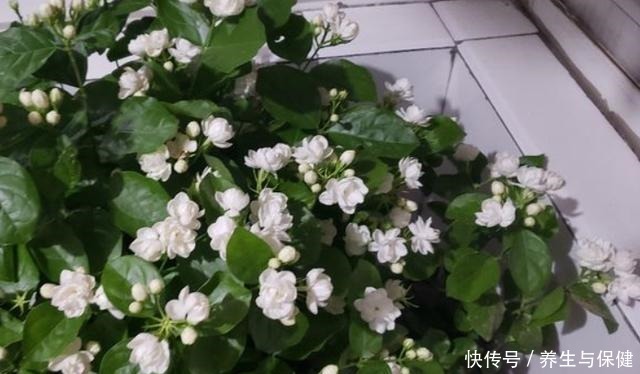 夏天养花要养耐晒耐热的花,叶子照样绿油油,30度也开花!