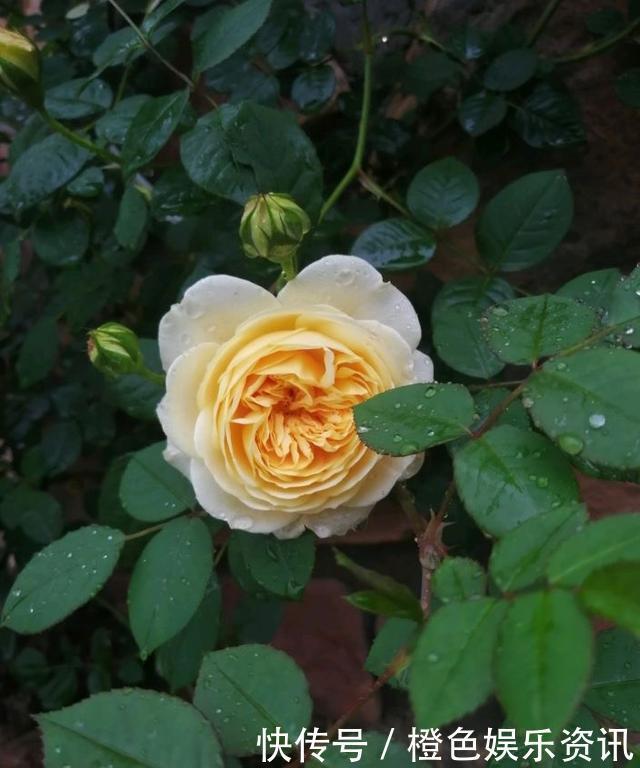 细数10种狼牙棒月季,怕刺的可绕道