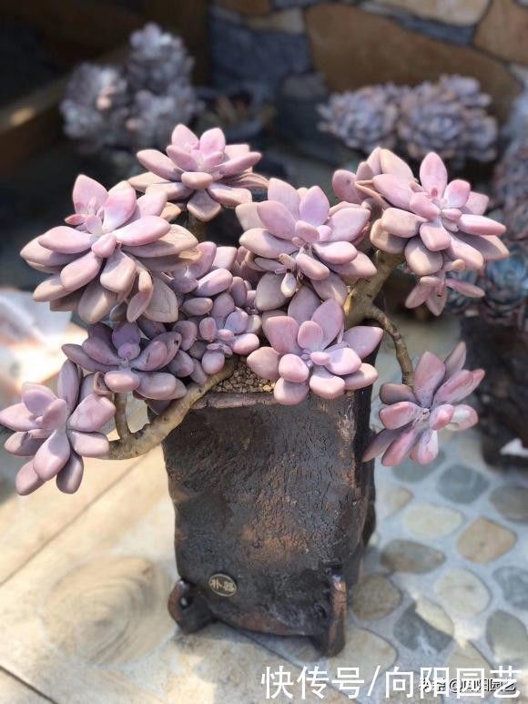 多肉养成“水桩”，要揪叶子吗？千万别这么做，杆子容易长残