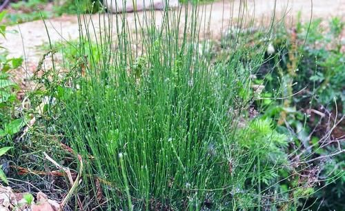 生于路旁，俗称“节节草”，好多人不知道它是宝，有啥珍贵？