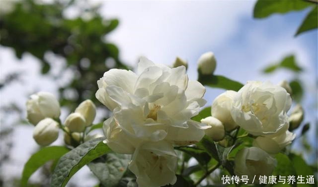 茉莉想多窜芽土里加“一料”,猛窜芽叶绿如绿,开出层叠群花!