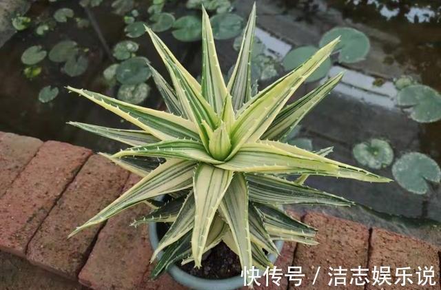 芦荟叶片瘦弱不生长简单做“2步”,叶片肥厚根系壮,侧芽爆盆