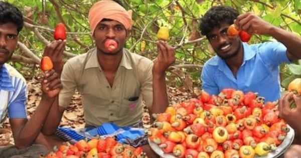 腰果很好吃,那你知道剥腰果的人要受多大罪吗过程非常“残忍”