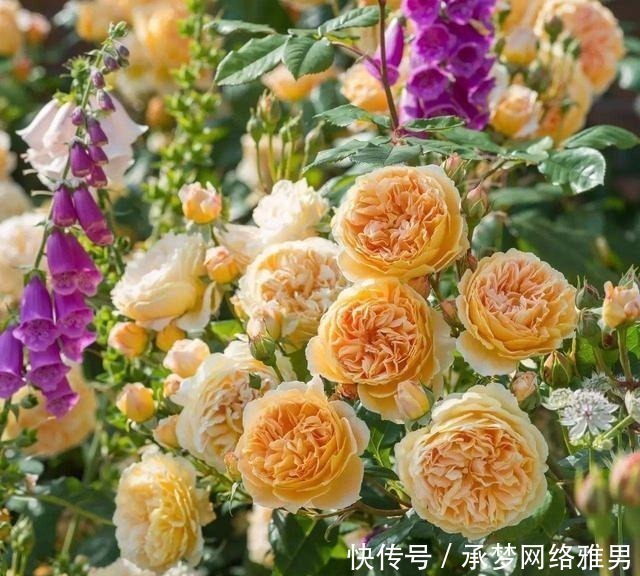 开爆|爱你的小花匠,七夕前,养好了20种月季花,随便1种都已开爆盆