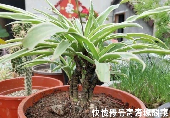 老桩|5种不起眼的小盆栽,价格便宜养护简单,越养越精贵,适合新手