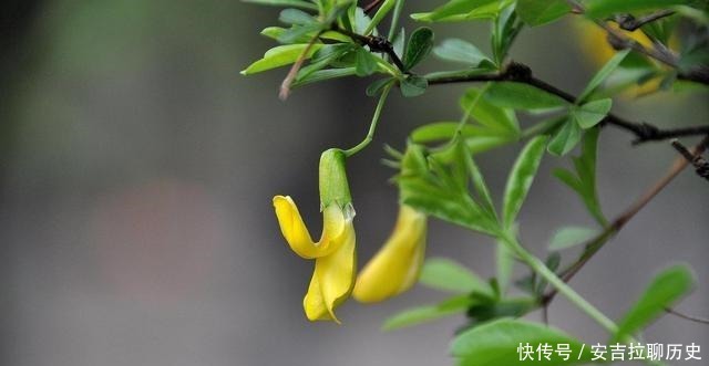 被当废柴的金雀花,埋在土里,开花如鸟雀