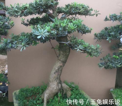 中老年人|家有院子,为何要摆一盆罗汉松盆景?古人说的话,不无道理