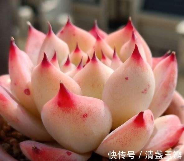 养多肉就像修炼一样,即便是普通的水蜜桃,也能绽放光彩