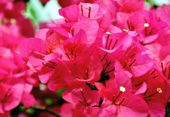 养花就养这种惊艳的，花开之际，苞片姹紫嫣红，养在阳台，美爆了