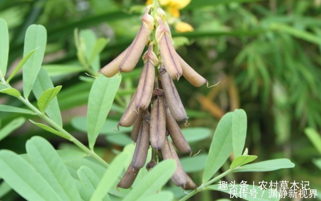 伙伴们|人称“野花生”,家乡遇见,别不当回事,目前果实26元一斤