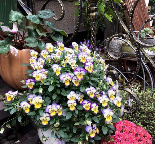 1米宽的防盗窗,照样能养5种花,开花一茬接一茬,谁见了都夸美