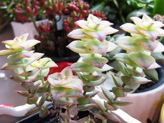 天热多肉叶子发蔫、打卷学会4招，越长越美，精神百倍