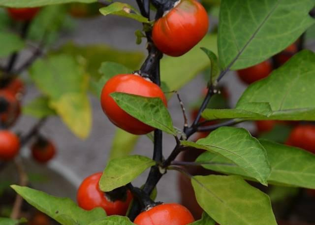 阳台种盆菜,比花还好看,结果还能吃,别提多美了