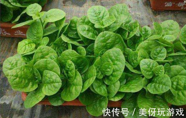 自己在家盆栽3种菜，15天后掐把炒菜，真香