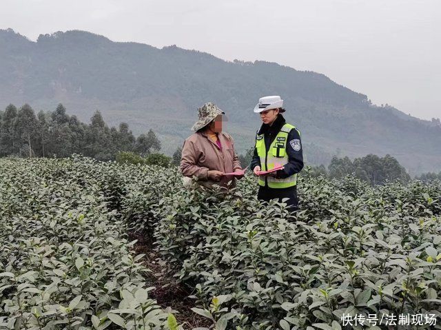 护航采茶季|最是一年春好处，采茶不忘安全路