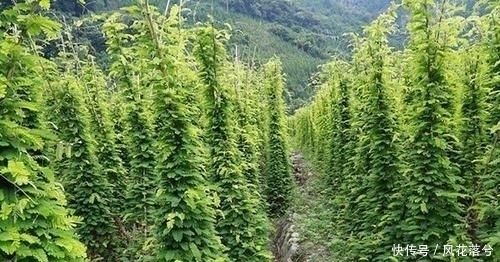 了请|农村这种野草,村里人眼里的“恶草”却用处多,遇到了请手下留情