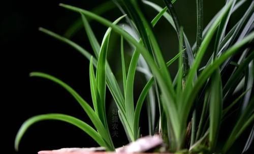 营养土的自制方法，兰友说：这样就简单了，明天开始做