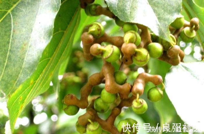 鸡爪梨|立秋时节咳嗽频发，不要慌常用此果泡酒，咳嗽不咳，胜过止咳药