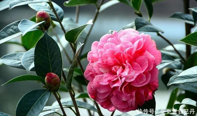 茶花掉花苞的原因,藏在一句“顺口溜”里,古人的经验,值得借鉴!