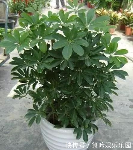 “4种树”再贵也别买,用1根枝插土里,30天就生根,一盆变多盆