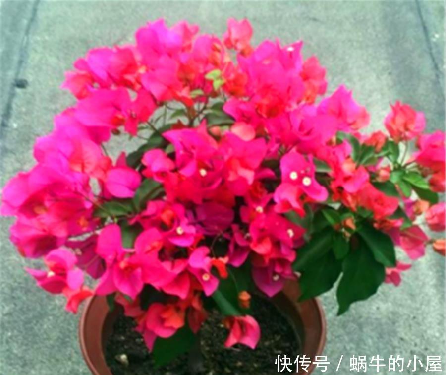 春天三角梅装死怎么办？一搬二剪三加料，新叶蹭蹭长，花苞满枝头