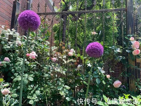 球兰|5种花不用管，盆栽地栽都好养，自己就能长成大花球，花开还惊艳