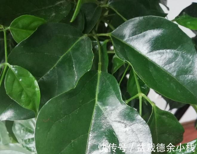 34种常见花草耐冻极限温度,哪些该搬到室内养,一清二楚