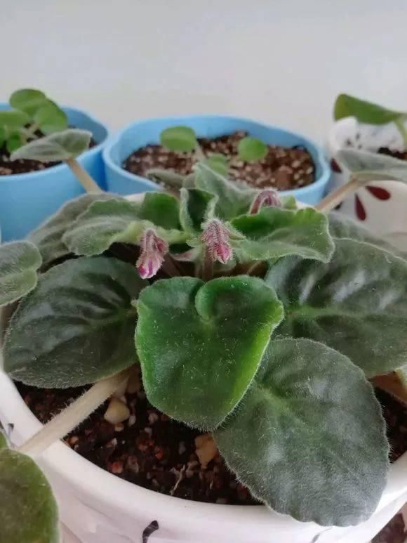 5种花现在插土里,下个月就开花,再热也不怕,别错过了