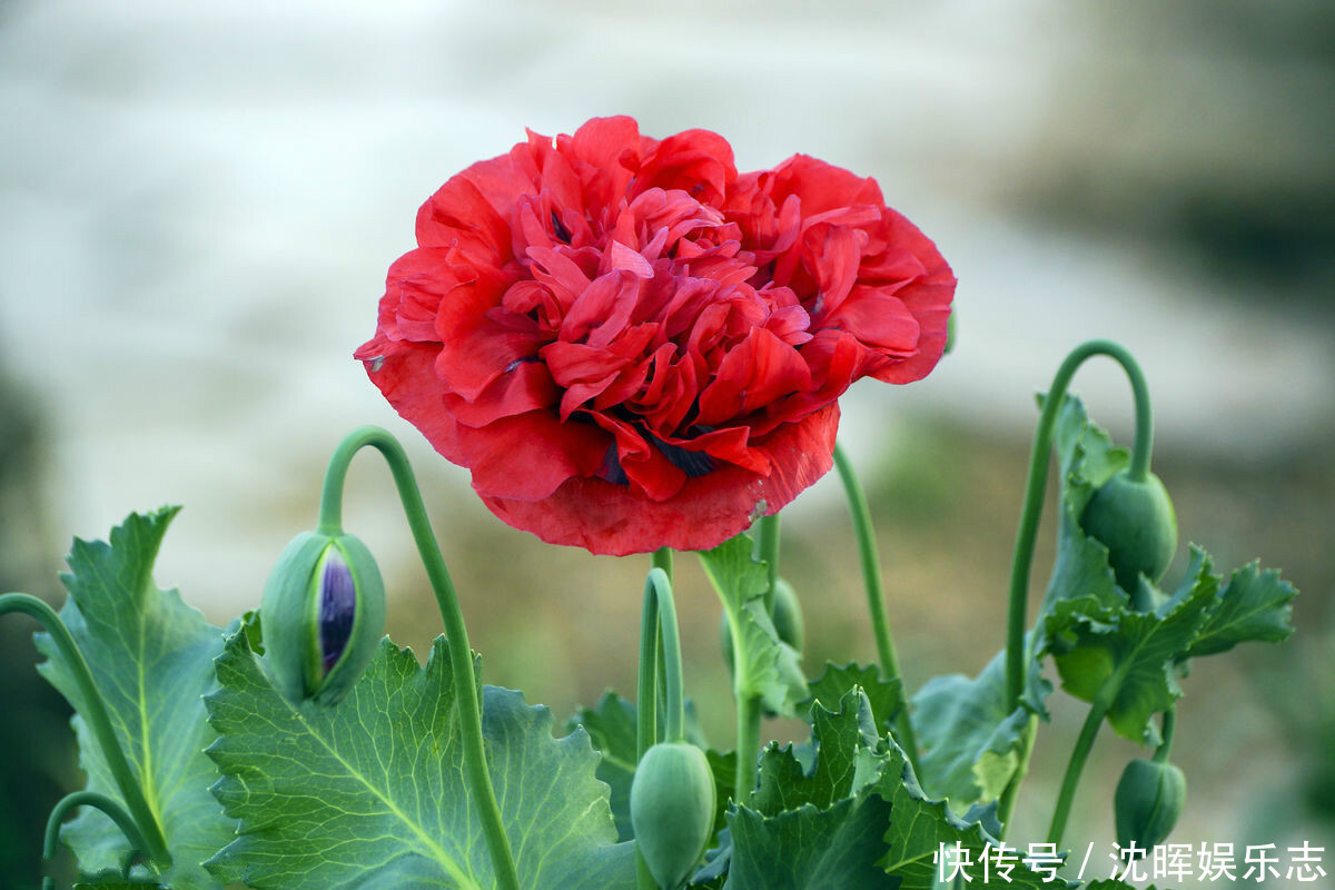 鸦片花|此花是中国禁种植物，被古埃及称为神花，在欧中象征着和平之意