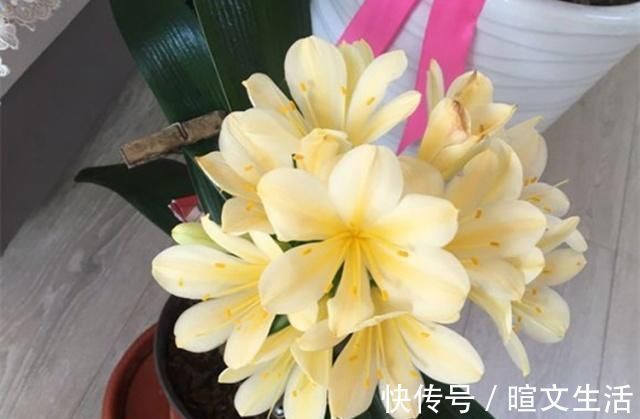 生活中给君子兰吃上“3种”东西,长得根旺叶绿,年年都开花