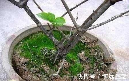 土壤|养花土板结“戳不动”，“2种水”家家都有，七天浇1次，疏松肥沃