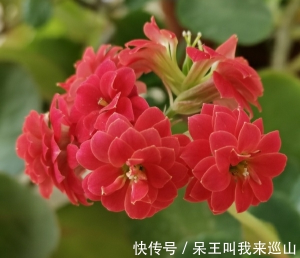 长寿花有“3怕”,冬天养护要避开,不然难以开花,花友都要了解